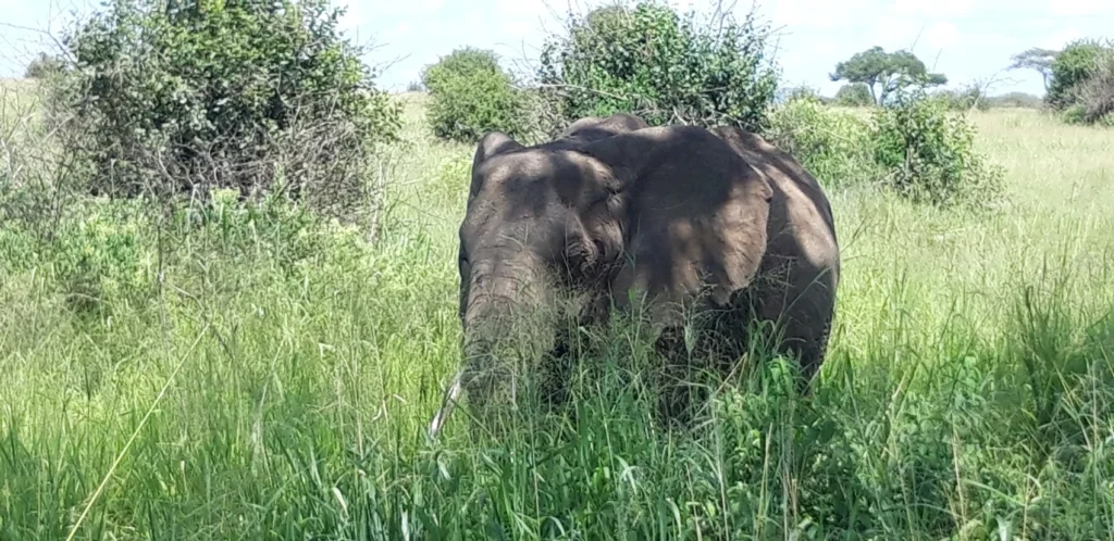 Elefant in der Natur
