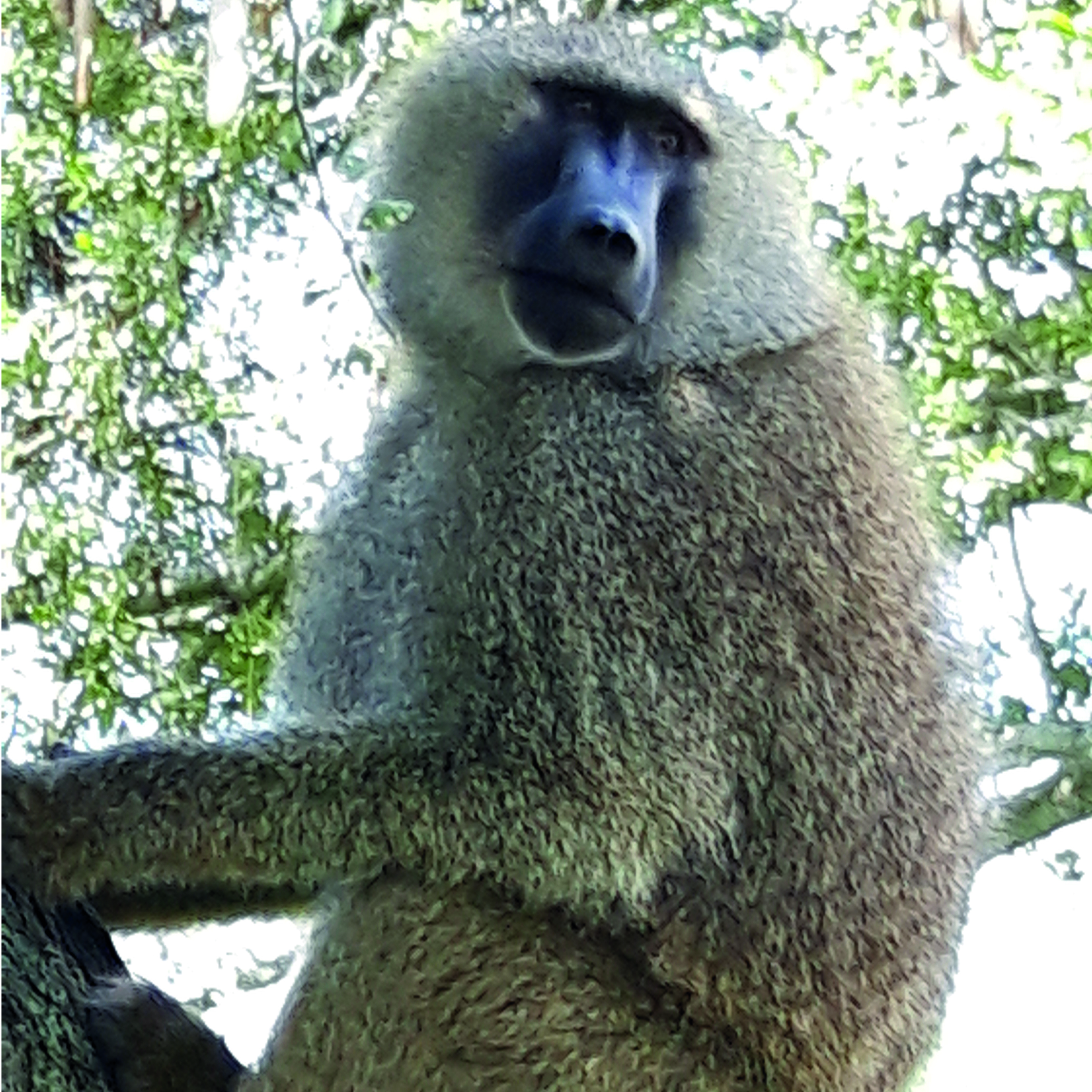 Ein Affe sitzt auf einem Baum